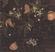 Details of Primavera (mk36), Sandro Botticelli